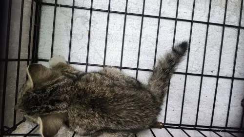 西寧國宅爆30貓受困「餓成白骨」！動保處出手　救出倖存奶貓
