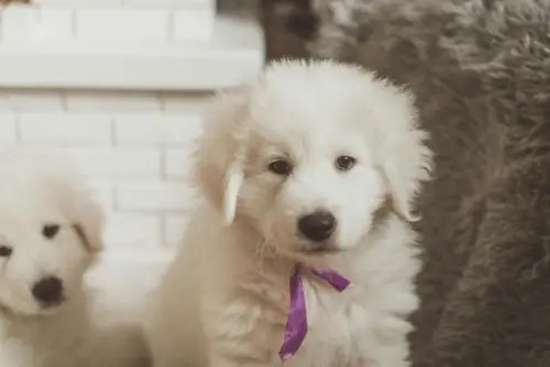 嘉義小貨車牽繩綁狗　沿路血跡、糞便流一地　嘉義市政府出手了
