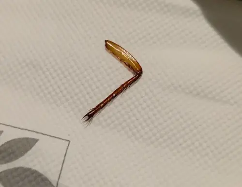 吃buffet疑嗑到蟑螂腳「畫面曝」！廚師說是蝦子惹議　衛生局出手
