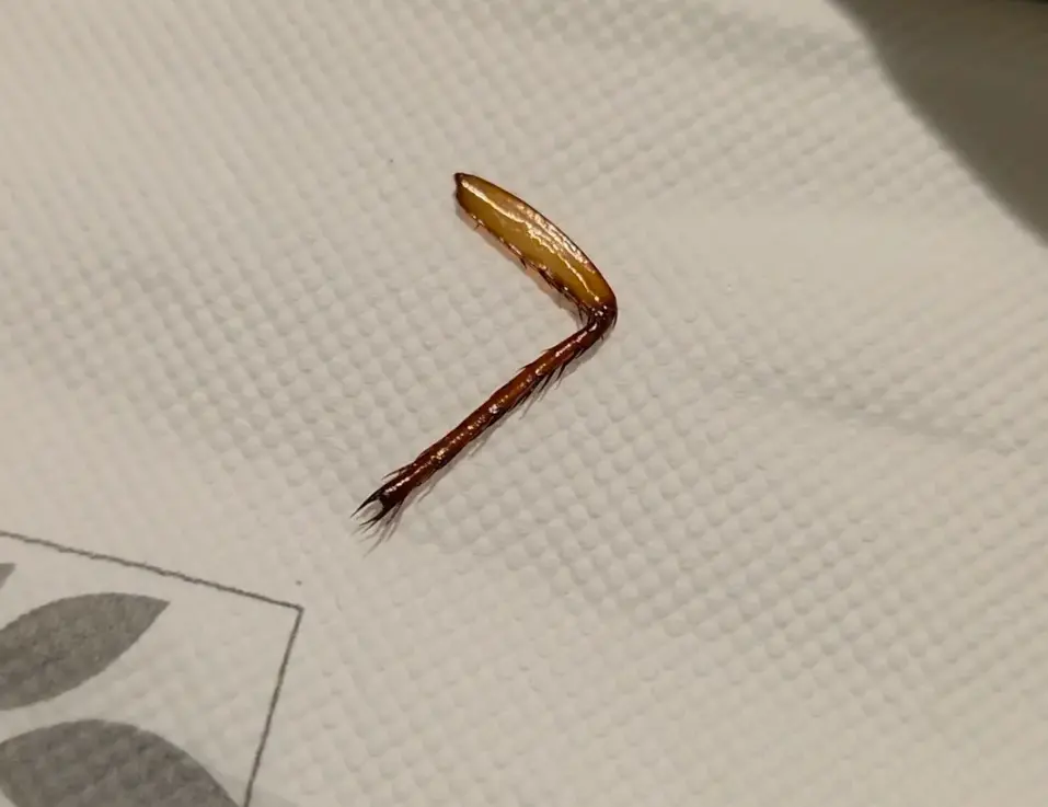 ▲網友爆料到台南知名酒店吃bueffet，卻疑似吃到「蟑螂腳」，向業者反映後餐廳卻回應是蝦子腳，網友於是在Threads上寫明過程，引起熱議。（圖／翻攝Threads）