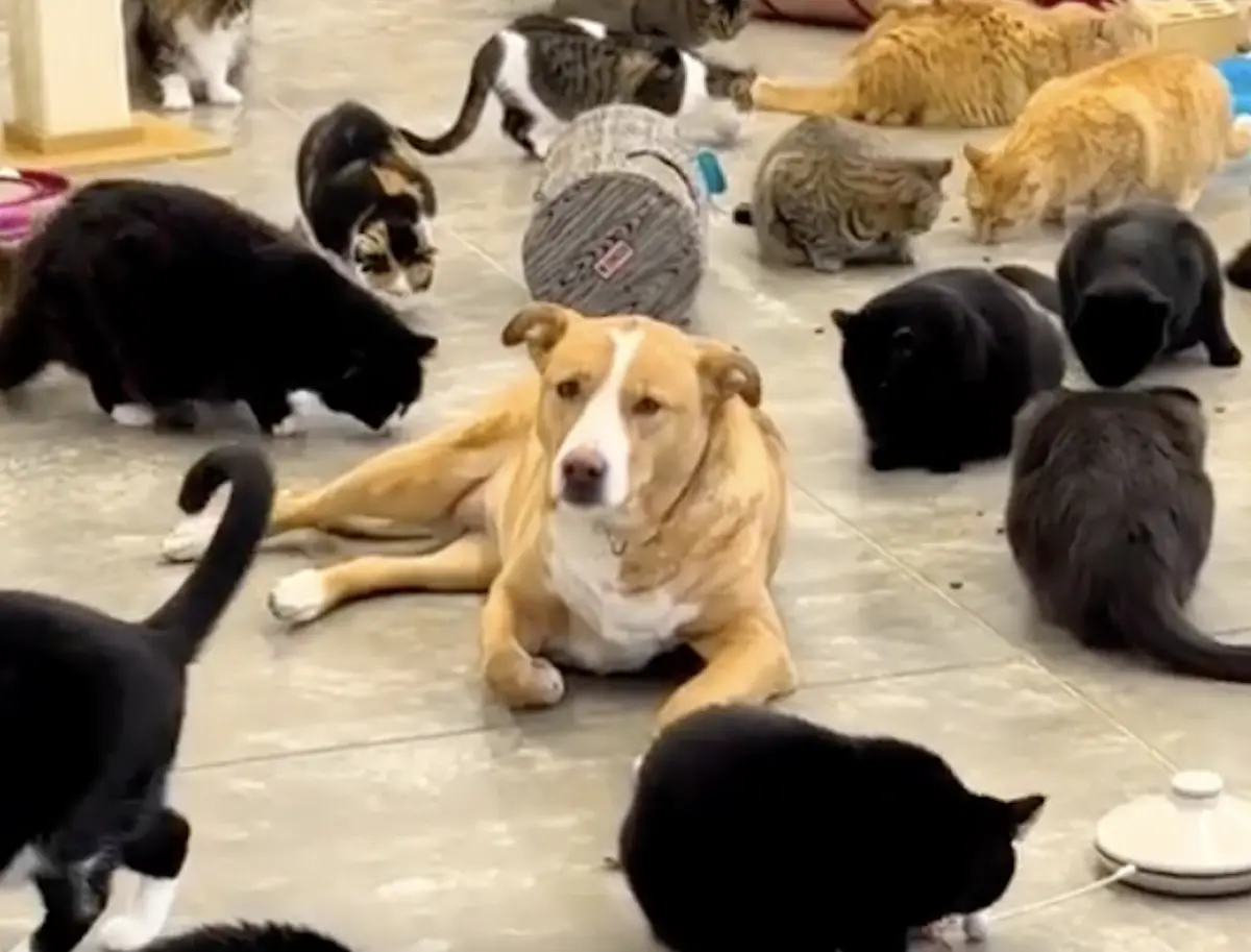 ▲動物收容所Furball Farm Cat Sanctuary收容了超過350隻貓咪，但仔細觀察會發現，裡頭有一隻狗狗隱藏在裡面，牠叫做Bella，是收容所負責人領養的愛犬。（圖／翻攝自臉書粉專「Furball Farm Cat Sanctuary」）