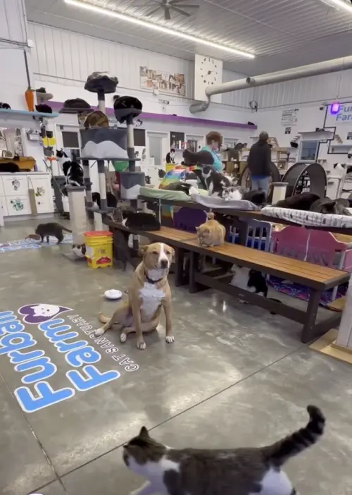 ▲（圖／翻攝自臉書粉專「Furball Farm Cat Sanctuary」）