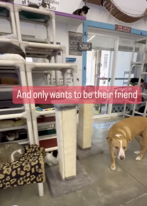 ▲（圖／翻攝自臉書粉專「Furball Farm Cat Sanctuary」）