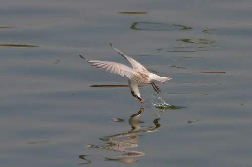 ▲雲嘉南區域觀測到的鳥類超過200種、近萬隻，在這裡用手機就可以近距離欣賞多樣鳥種，賞鳥變EASY。（圖／雲嘉南管理處提供）