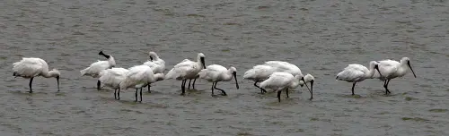 ▲去年底調查，台南觀測區域發現了180種鳥類，其中黑面琵鷺有883隻。（圖／雲嘉南管理處提供）