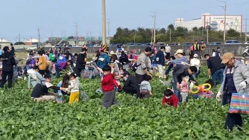 ▲「梧棲農會57蘿蔔日－2026農趣拔蘿蔔」活動，上千名民眾下田拔蘿蔔，現場人潮熱鬧滾滾(圖／楊瓊瓔服務處提供2026.1.17)