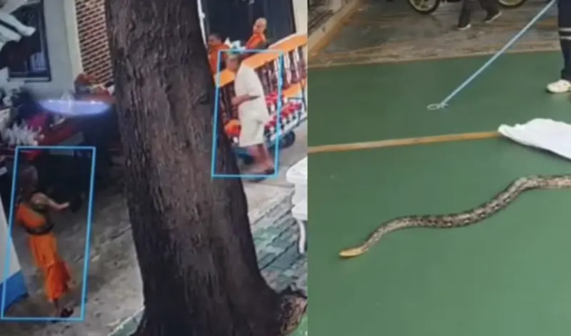 泰國寺廟驚險瞬間！僧侶徒手抓蟒失敗　反遭纏頸咬傷當場昏厥