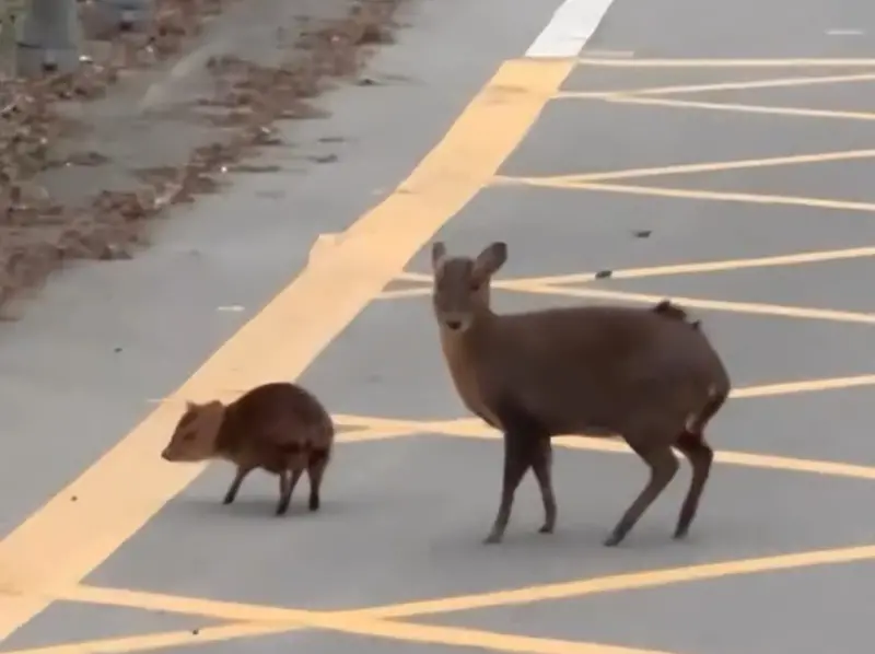 武嶺下山直擊山羌寶寶！小短腿光速奔向媽媽　萌翻35萬人：太可愛