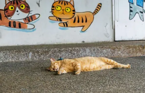 CNN認證世界6大貓景點！猴硐貓村「剩不到30隻貓」　2大原因曝光
