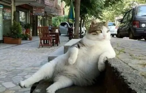 ▲愛貓成痴的土耳其伊斯坦堡，同樣因為流浪貓數量過多，數年前就開始推行 TNR 絕育原放。（圖／資料畫面）