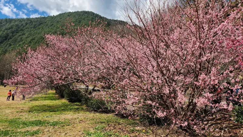 ▲武陵櫻花季2月中旬登場，市府整合運輸及門票，讓民眾單一平台即可完成旅遊規劃(圖／交通局提供2026.1.20)