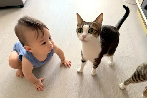 ▲舖設榮獲綠建材標章「 Order floor 超耐磨木地板」，止滑耐磨好清潔，降噪20db以上，孩寵可以隨意跑跳玩耍，讓Tracy好安心。