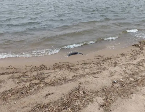 今年首例！金門金湖鎮太湖驚見水獺屍體　無外傷、死因待解剖釐清
