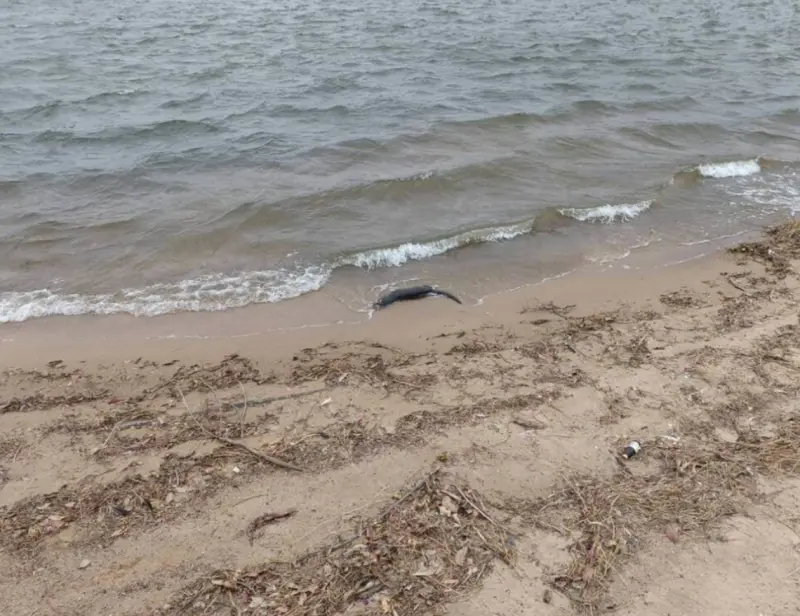 ▲金門金湖鎮太湖周邊，驚見水獺屍體。（圖／金門縣野生動物救援暨保育協會）