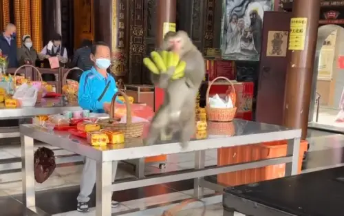 獼猴大鬧南投受天宮！搶供品香蕉爽嗑　信眾笑翻：悟空轉世
