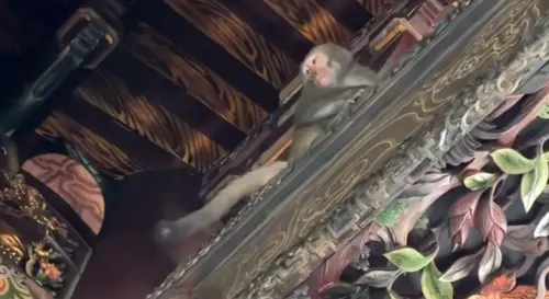 ▲獼猴搶到了香蕉之後，就坐在廟內屋樑大快朵頤。（圖／Threads@0612__）