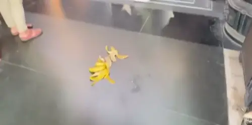 ▲松柏嶺受天宮廟方也證實近期獼猴出現頻率越來越高，廟內常常能看到猴子吃完供品香蕉的廚餘。（圖／Threads@shou_tian_gong）