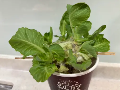 ▲記者實測「水盆水耕法」，將長出細根的高麗菜芯用牙籤架在咖啡杯上，僅靠清水供養，冒出翠綠新葉，證實常溫保存的可行性。（圖／記者徐銘穗攝）