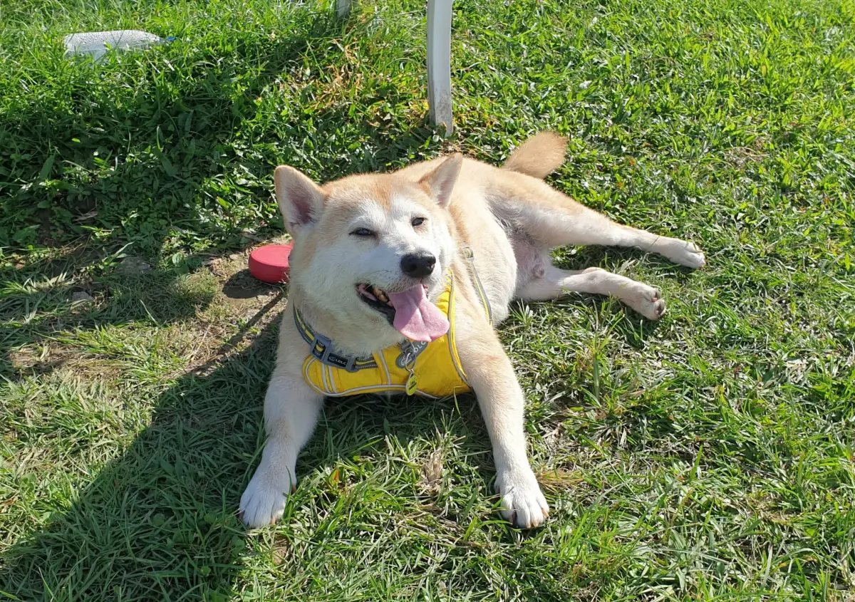 ▲台灣去年新生兒數跌破11萬人，台灣貓狗總登記數已超越300萬，顯示社會將寵物視為小孩已是常態。（圖／記者鍾泓良攝影）