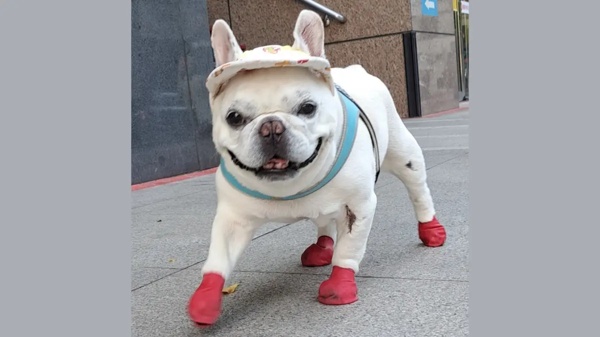 ▲台北人氣網紅法鬥「君根弟弟」離世，飼主心痛發文訴說病情惡化過程，坦言不忍牠再受苦，全家陪伴走完最後一程，紅鞋身影成為粉絲永恆回憶。（圖／翻攝自法鬥君根弟弟臉書）