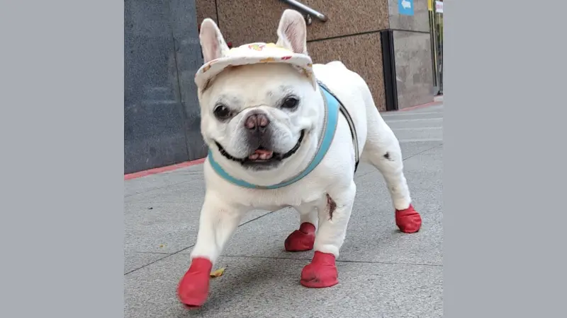 淚崩告別紅鞋身影！台北「網紅法鬥」君根弟弟離世　主人心痛發聲