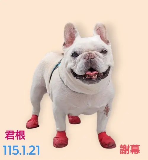 ▲飼主心痛訴說君根弟弟跟病魔奮戰的經過。（圖／翻攝自法鬥君根弟弟臉書）