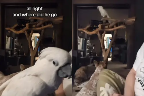 ▲鳳頭鸚鵡菲比，似乎聽懂了主人內心的悲傷，多次向主人附和，最後沉思許久，突然開口問一句「Where did he go？」似乎想詢問雅各的去向。（圖／TikTok@furbythebirb）