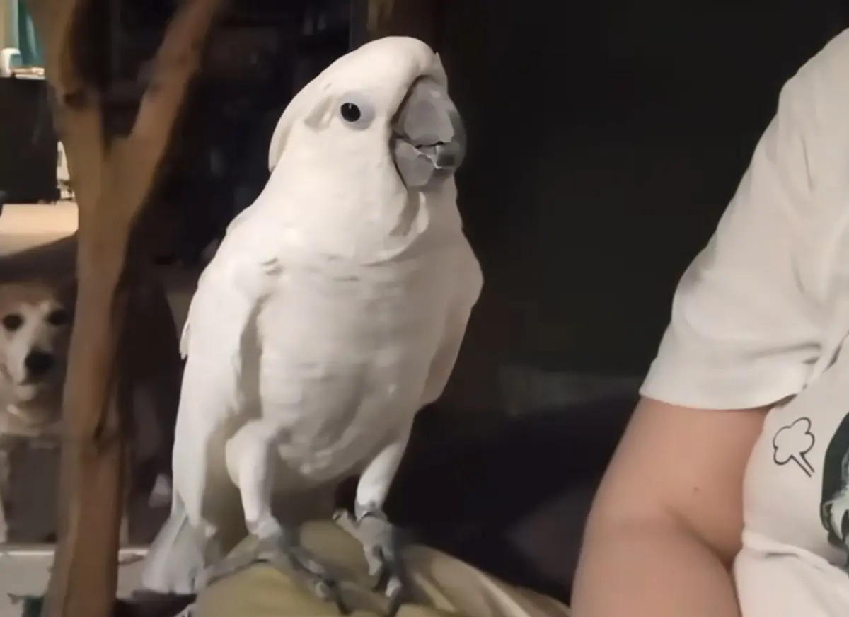 ▲一隻名叫菲比的鳳頭鸚鵡，近日從飼主那聽到貓咪好朋友離世，得知後先是沉默，最後開口問了一句話，讓主人與網友們哭成一片。（圖／TikTok@furbythebirb）