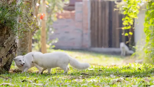 ▲「野森動物學校」打造南台灣唯一狐狸谷。（圖／高市府觀光局提供）