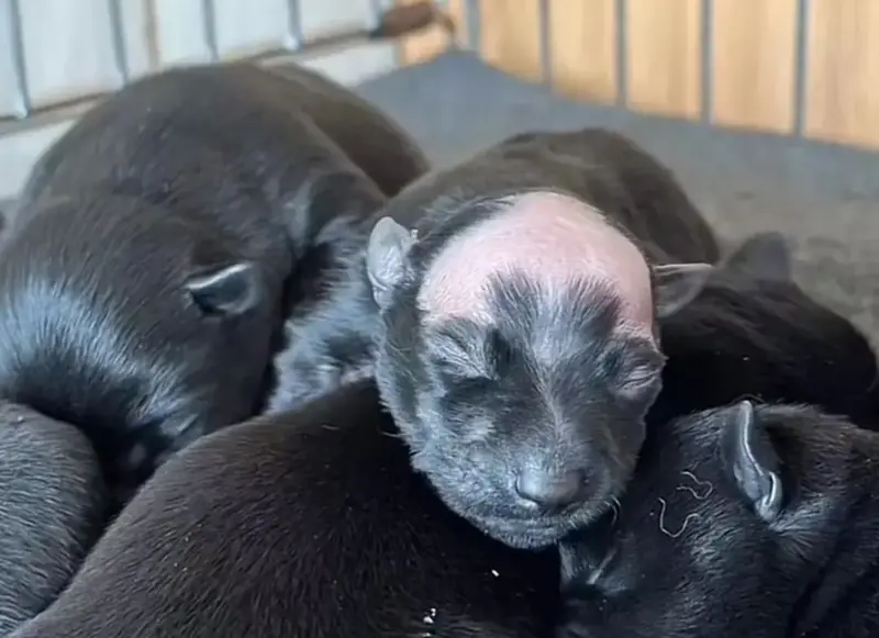 ▲中國有狗媽媽生一窩寶寶，沒想到跑出一隻「禿頭小狗」且越養越醜，讓飼主相當崩潰。（圖／翻攝搜狐）
