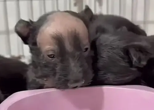 ▲其他小狗每個都毛茸茸的，唯獨這隻小狗頭頂正中央像被剃掉一塊，頂著光滑的禿頭造型，和周圍烏黑的濃密狗狗們形成極大反差。（圖／翻攝搜狐）