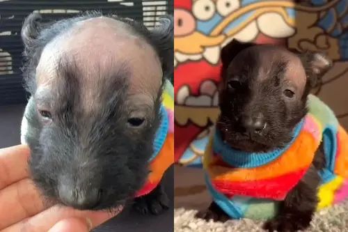 ▲狗狗雖然天生胎禿，但飼主表示「這小傢伙除了禿，哪裡都好，就是長相有點潦草」，屬於越看越可愛的醜萌代表。（圖／翻攝搜狐）