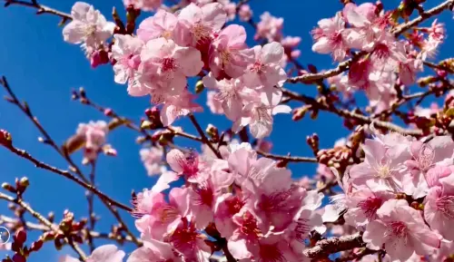 武陵農場櫻花開了！櫻花季要到2月「河津櫻先開3成」　梅花也同框
