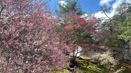 ▲櫻花與梅花、臘梅同框圖／武陵農場提供 www.wuling-farm.com.tw/）