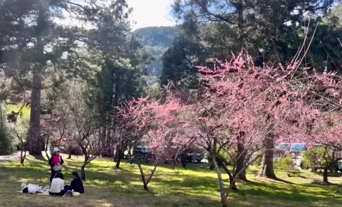 ▲武陵農場的櫻花剛開，今日吸引許多遊客。（圖／武陵農場提供 www.wuling-farm.com.tw/）
