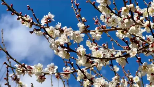 ▲武陵農場表示，除了櫻花已開花，另外也有梅花，同樣也盛開中。（圖／武陵農場提供 www.wuling-farm.com.tw/）