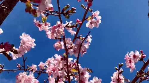 ▲武陵農場表示，櫻花已開花。（圖／武陵農場提供 www.wuling-farm.com.tw/）