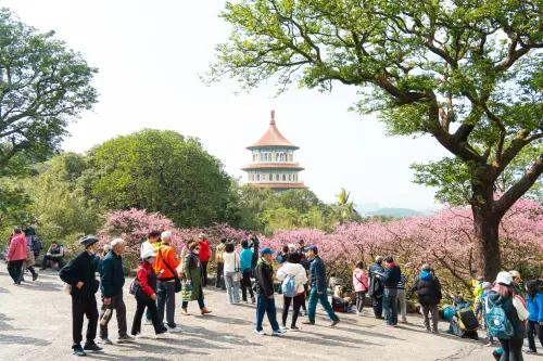 ▲新北市多處地點也有櫻花逐漸綻放。（圖／取自賞花快報臉書 www.facebook.com/ntpcflowernews）