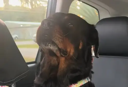 浪汪體驗一日家犬生活！返收容所才知美夢結束　抬頭忍淚惹哭萬人
