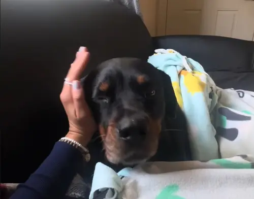 ▲艾瑪經常帶著小爪外出生活，當天艾瑪不只帶小爪去麥當勞放風，甚至還帶著牠到公寓玩耍，一起窩在沙發補眠。（圖／TikTok@emmaaaa00006）