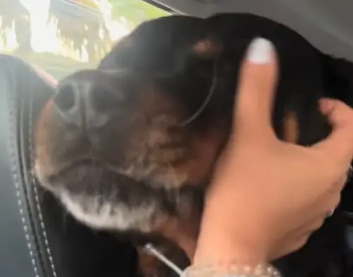 ▲小爪準備回到收容所時，艾瑪也十分不可，輕柔地撫摸著牠。（圖／TikTok@emmaaaa00006）