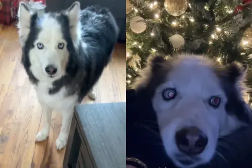 哈士奇「天生地中海」頭頂全白！奇葩髮型爆紅：超像禿老頭
