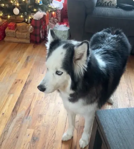 ▲Rocky頭頂兩側的黑毛大大地分開，中間形成明顯的白色區塊，宛如清楚的分線，彷彿天生就有「地中海」髮型。（圖／翻攝自TikTok@anamariathebanana）