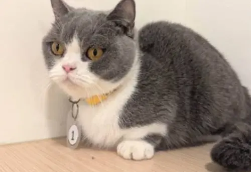 嘉義28隻品種貓開放認養！線上登記限5天　貓咪年齡、外貌一次看
