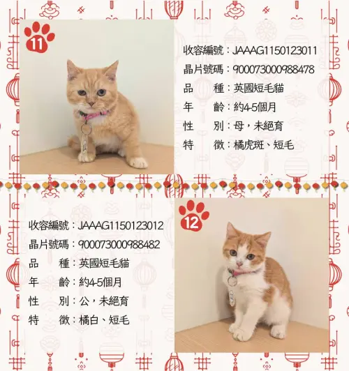 ▲嘉義品種貓認養名單、貓咪年齡、外觀、身體特徵。（圖／嘉義縣家畜疾病防治所）
