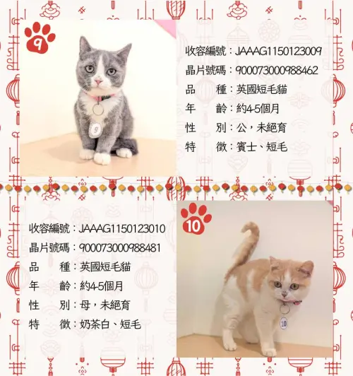 ▲嘉義品種貓認養名單、貓咪年齡、外觀、身體特徵。（圖／嘉義縣家畜疾病防治所）