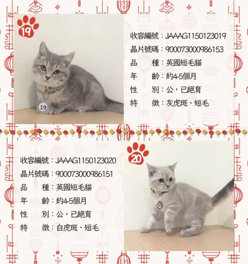 ▲嘉義品種貓認養名單、貓咪年齡、外觀、身體特徵。（圖／嘉義縣家畜疾病防治所）