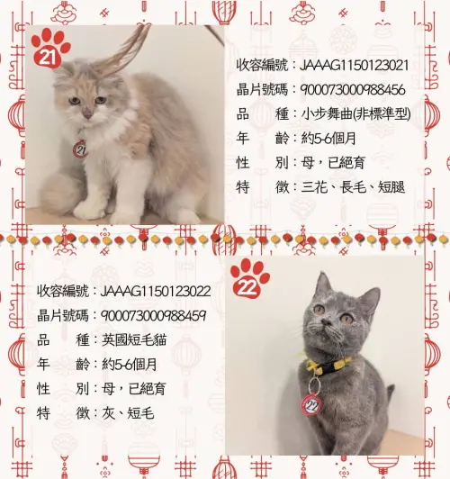 ▲嘉義品種貓認養名單、貓咪年齡、外觀、身體特徵。（圖／嘉義縣家畜疾病防治所）