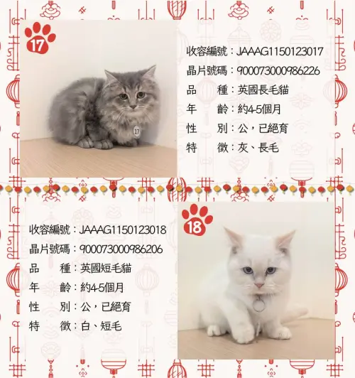 ▲嘉義品種貓認養名單、貓咪年齡、外觀、身體特徵。（圖／嘉義縣家畜疾病防治所）