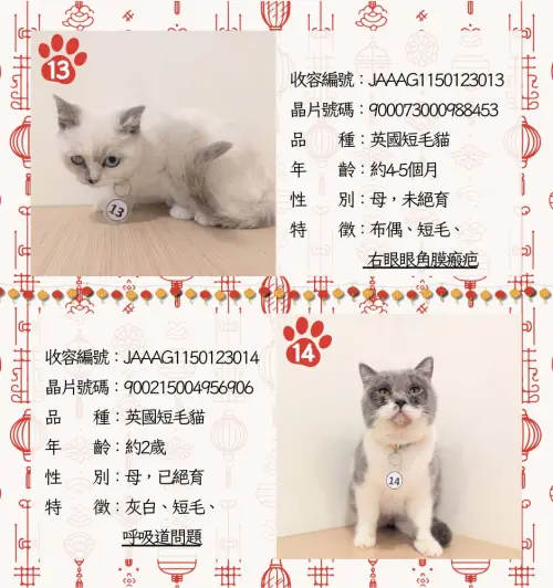 ▲嘉義品種貓認養名單、貓咪年齡、外觀、身體特徵。（圖／嘉義縣家畜疾病防治所）